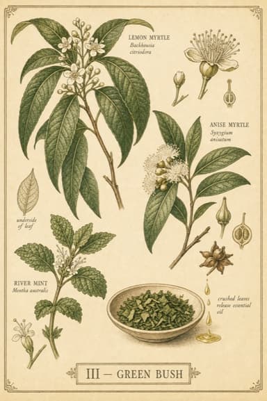 Green Bush field-guide plate