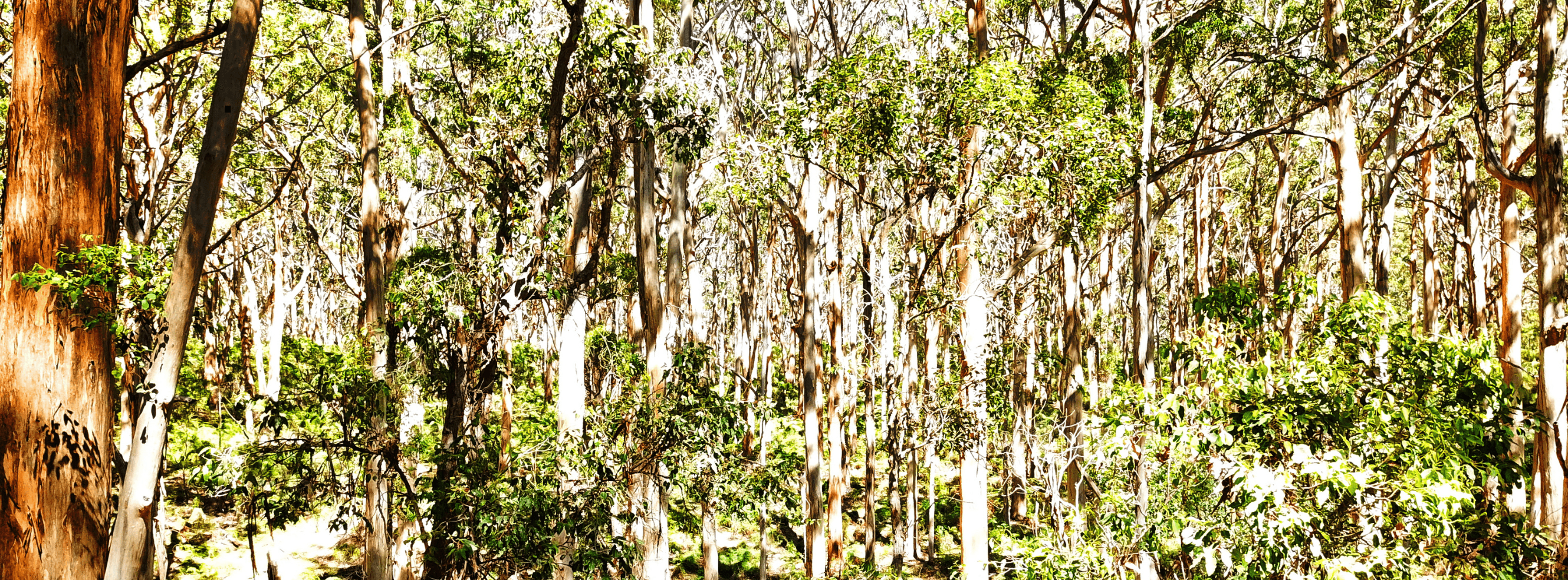 Tall karri forest in soft light