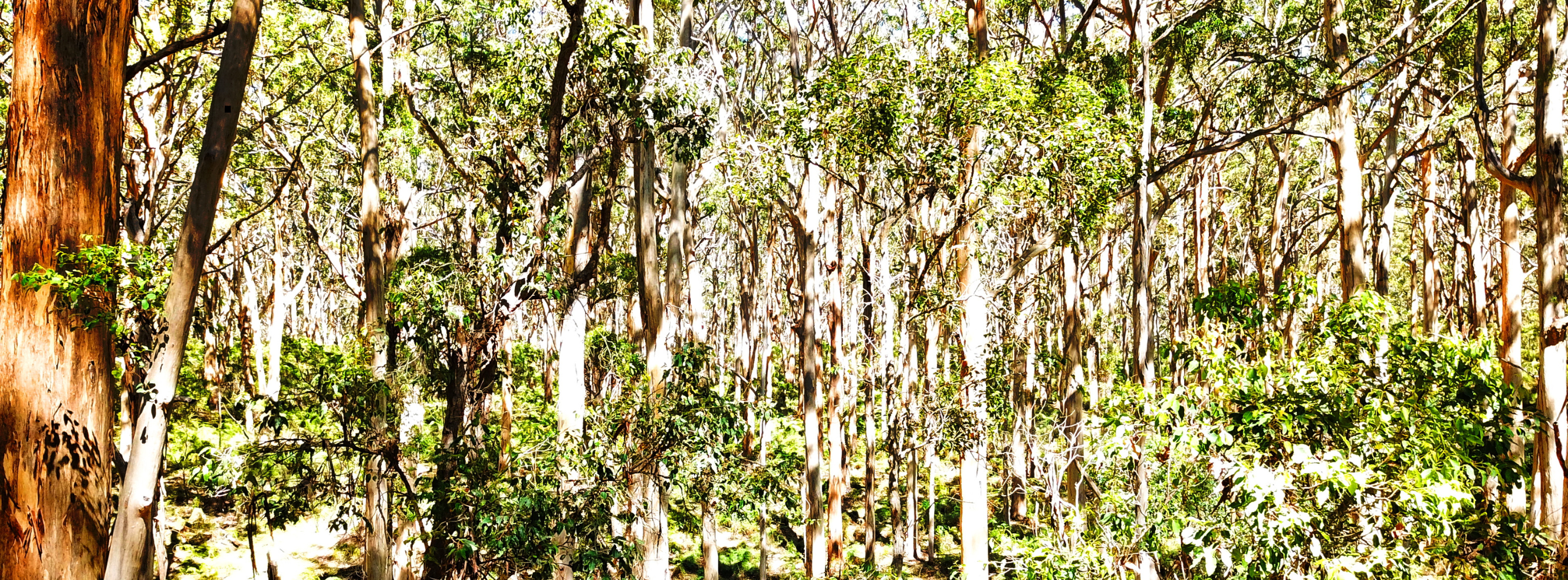 Tall karri forest in soft light