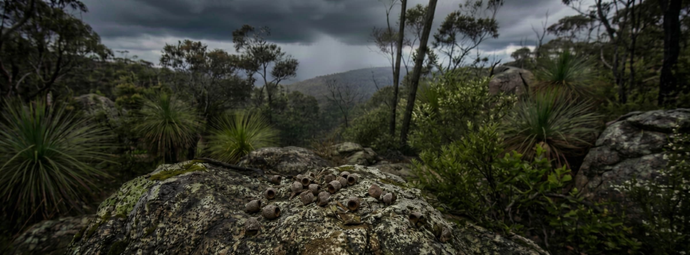 Gum nuts scattered on a lichen-spotted granite boulder in the bush, grass trees below a breaking storm